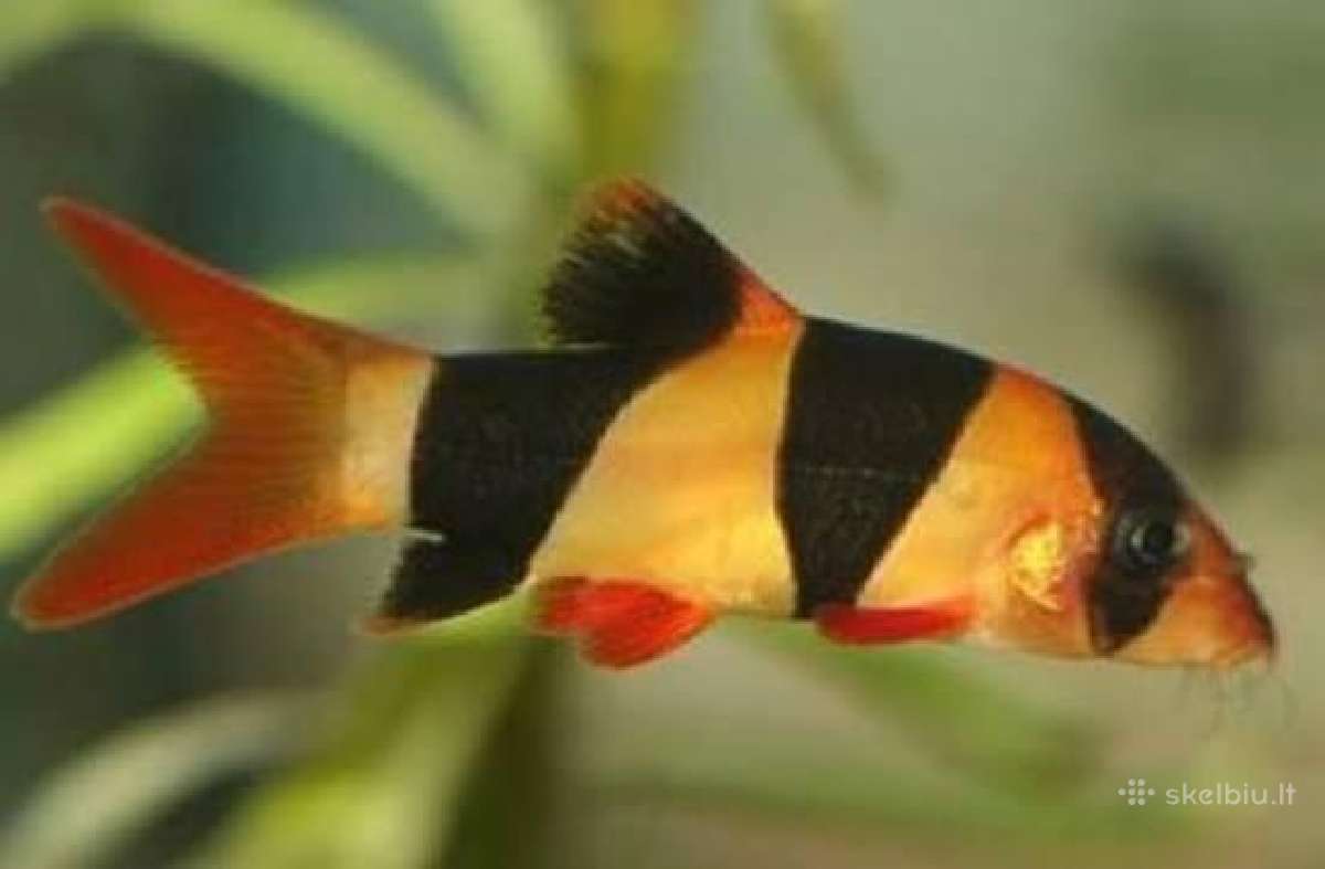 Parduodama žuvis Botia klounas (macracanthus)