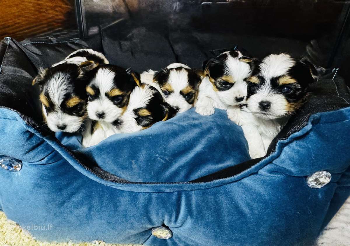 Kilmingi byverio (biewer) terjero šuniukai.