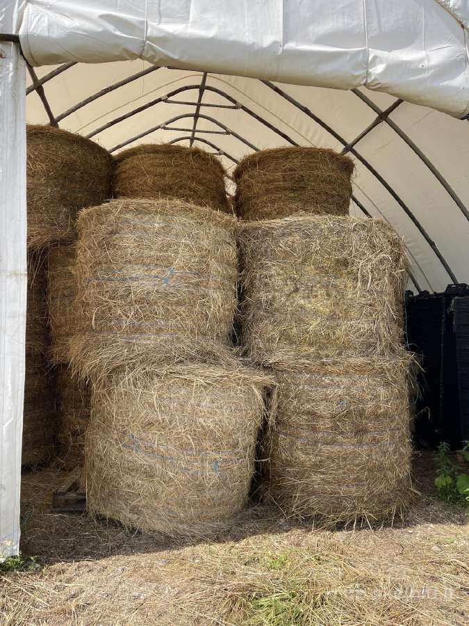 Šienas