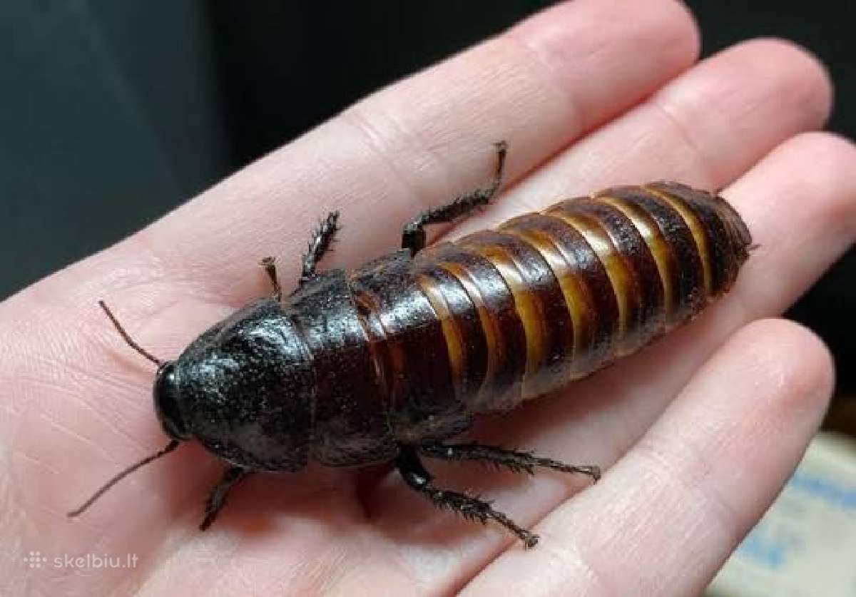 Madagaskaro tarakonai