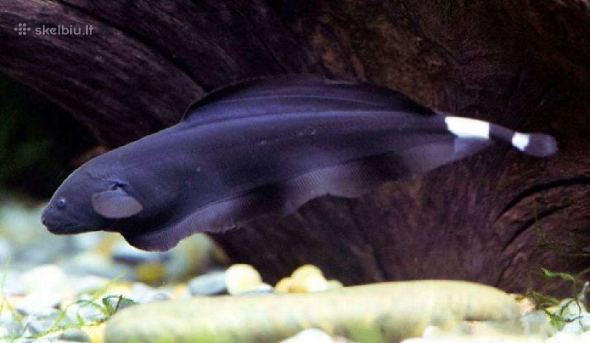 Apteronotus albifrons Juodas peilis