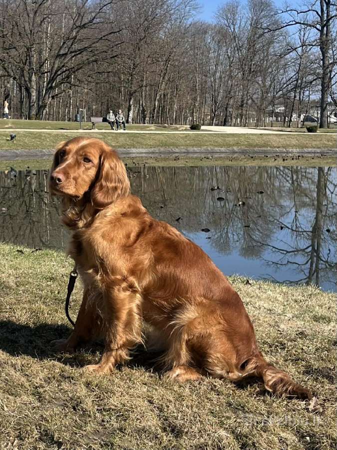 Vokiečių Spanieliai - Wachtelhund - nuotraukos Nr. 7