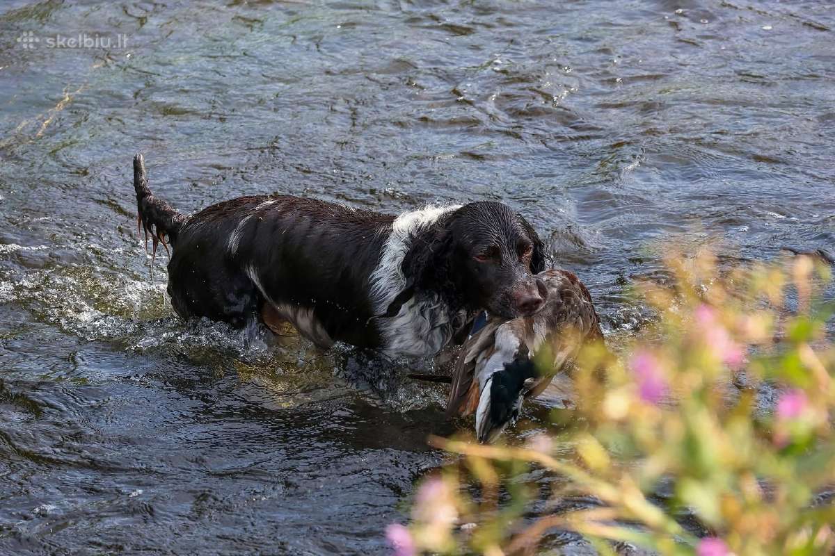 Vokiečių Spanieliai - Wachtelhund - nuotraukos Nr. 8