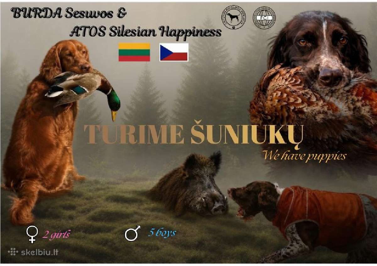 Vokiečių Spanieliai - Wachtelhund - nuotraukos Nr. 6