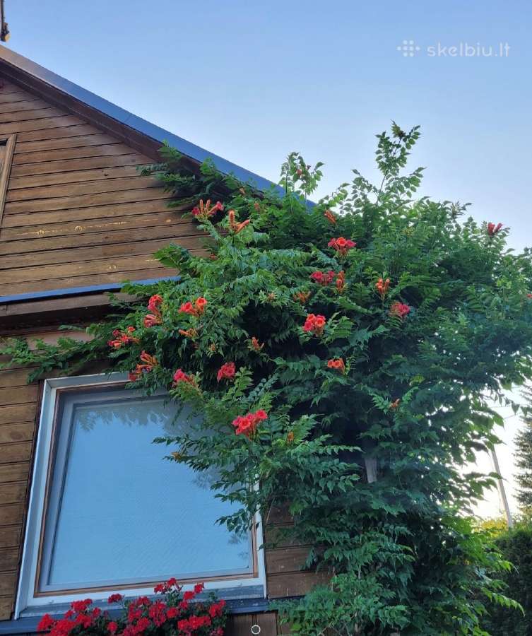 Kampsis arba Stambiažiedė Ląstūnė (Campsis Radican - nuotraukos Nr. 2