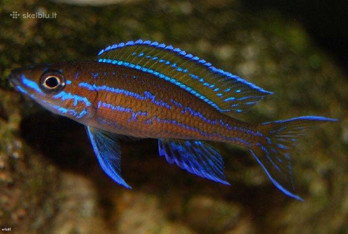Parduodu paracyprichromis nigripinnis