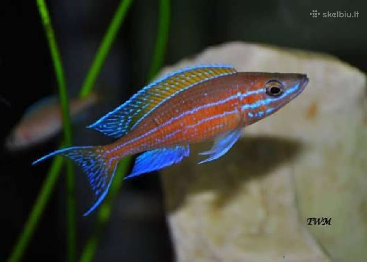 Parduodu paracyprichromis nigripinnis - nuotraukos Nr. 2