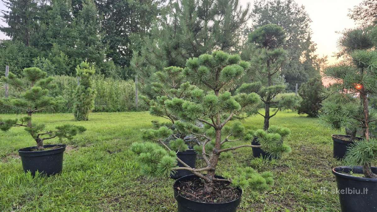 Bonsai.niwaki.formuota pušis .pinus nigra - nuotraukos Nr. 3