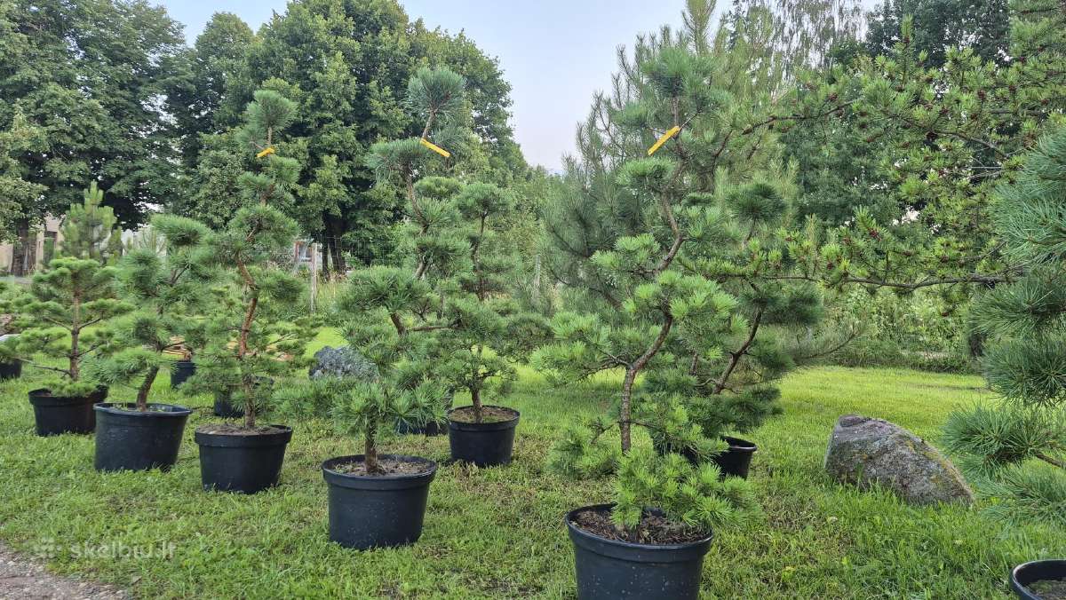Bonsai.niwaki.formuota pušis .pinus nigra - nuotraukos Nr. 4