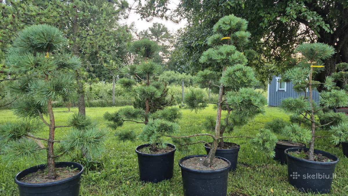 Bonsai.niwaki.formuota pušis .pinus nigra - nuotraukos Nr. 2