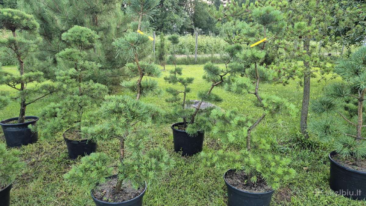 Bonsai.niwaki.formuota pušis .pinus nigra - nuotraukos Nr. 5