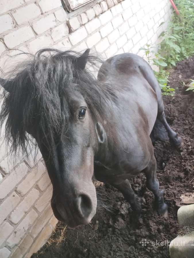 Parduodu Poni eržiliuka