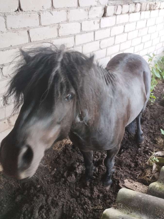 Parduodu Poni eržiliuka - nuotraukos Nr. 2