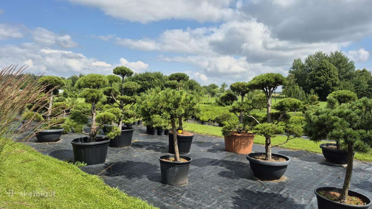 Bonsai.niwaki.formuota pušis .pinus nigra - nuotraukos Nr. 6