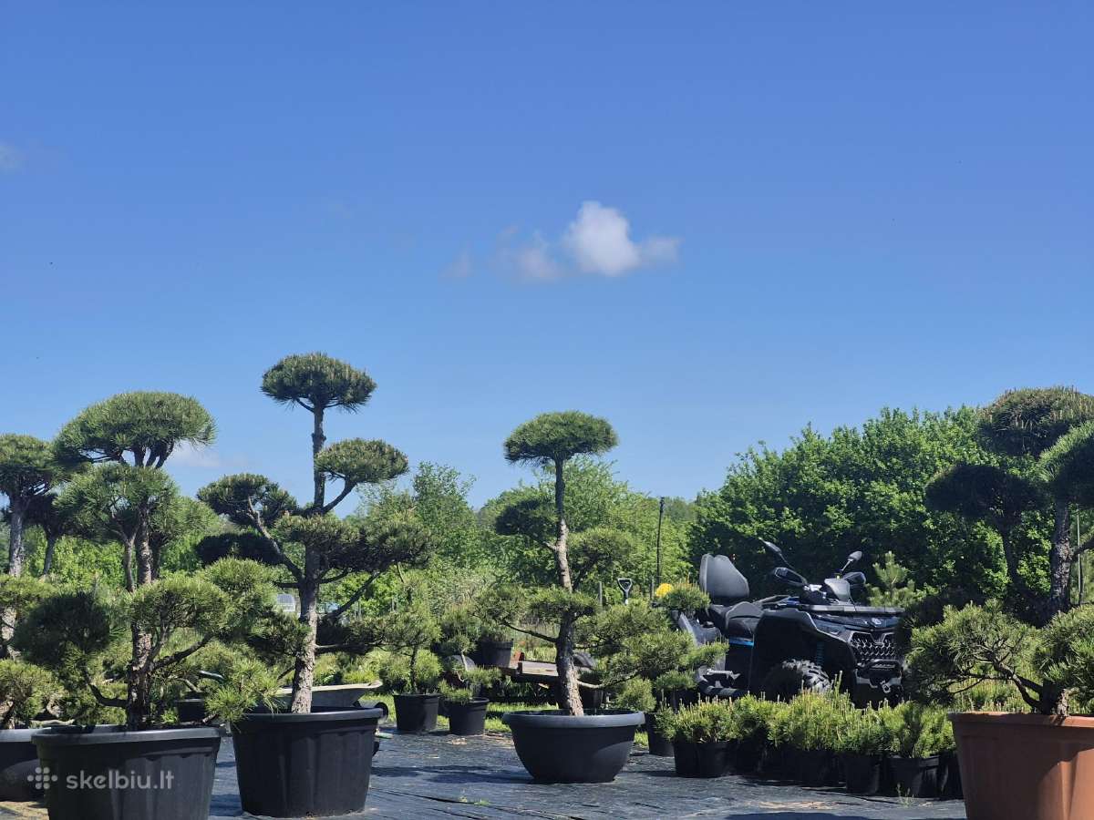 Bonsai.niwaki.formuota pušis .pinus nigra.
