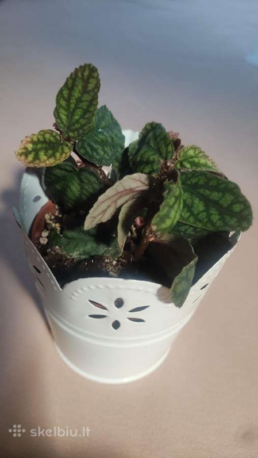 Pelionija repens 3 daigai - nuotraukos Nr. 2