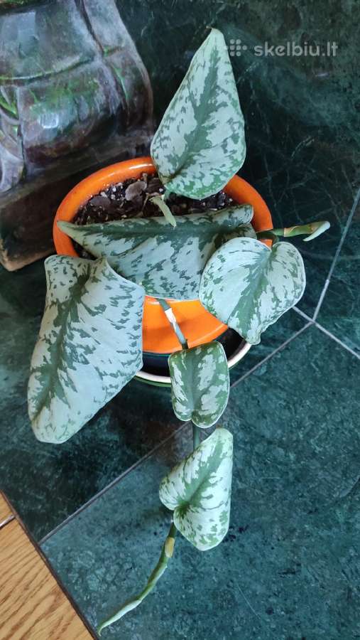 Scindapsus pictus dideliais aksominiais lapais
