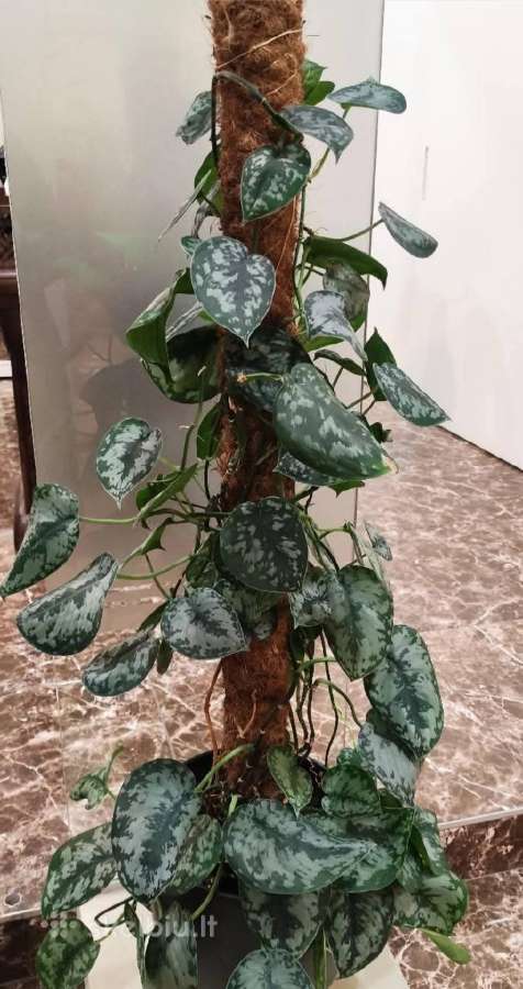 Scindapsus pictus dideliais aksominiais lapais - nuotraukos Nr. 2