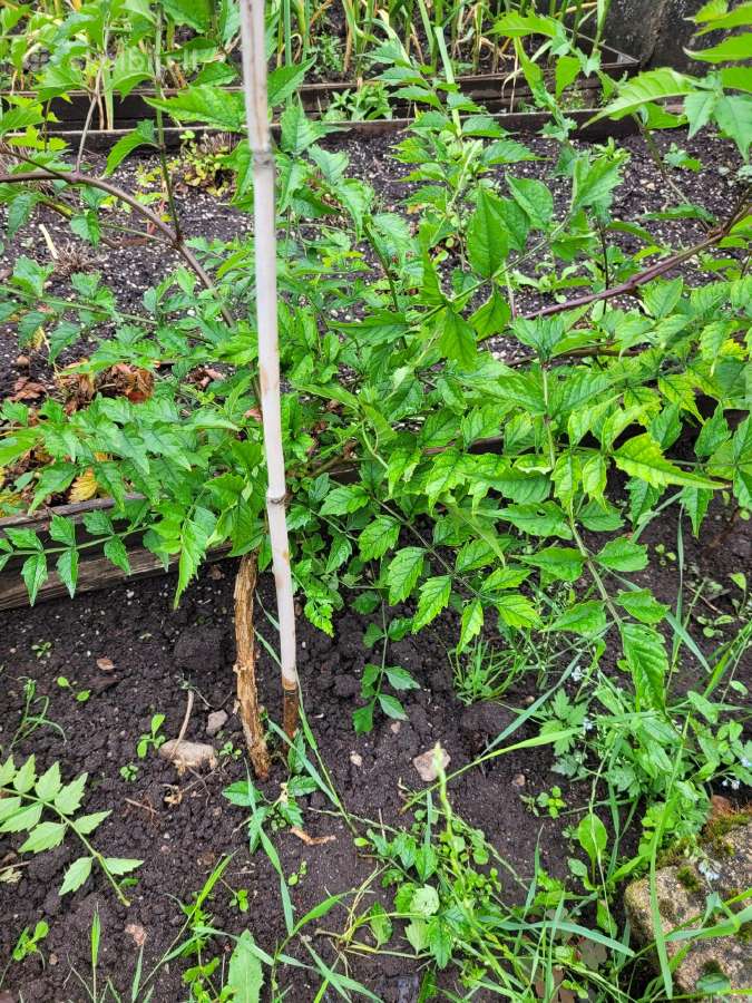 Kampsis arba Stambiažiedė Ląstūnė (Campsis Radican - nuotraukos Nr. 3