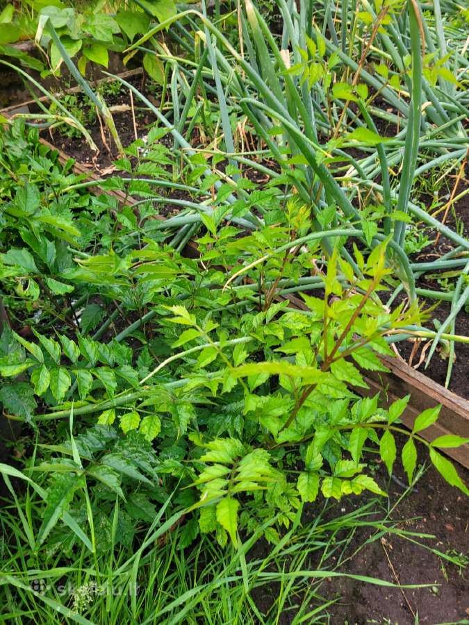 Kampsis arba Stambiažiedė Ląstūnė (Campsis Radican - nuotraukos Nr. 4