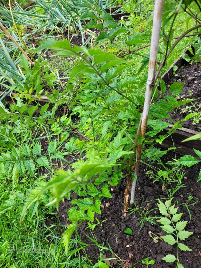 Kampsis arba Stambiažiedė Ląstūnė (Campsis Radican - nuotraukos Nr. 5