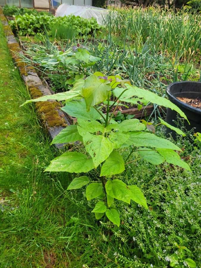 Kampsis arba Stambiažiedė Ląstūnė (Campsis Radican - nuotraukos Nr. 6