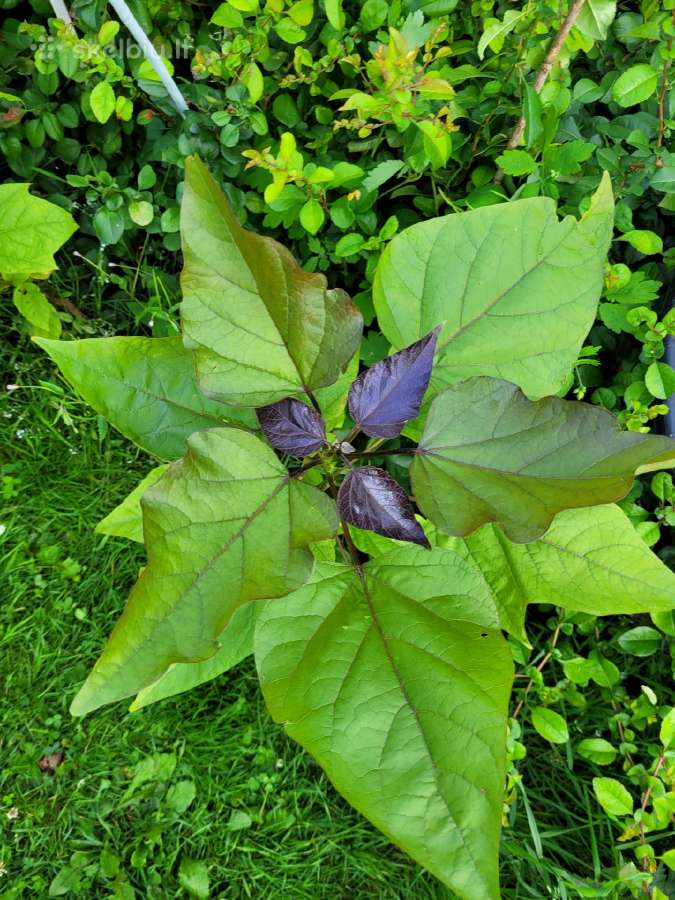 Kampsis arba Stambiažiedė Ląstūnė (Campsis Radican - nuotraukos Nr. 7
