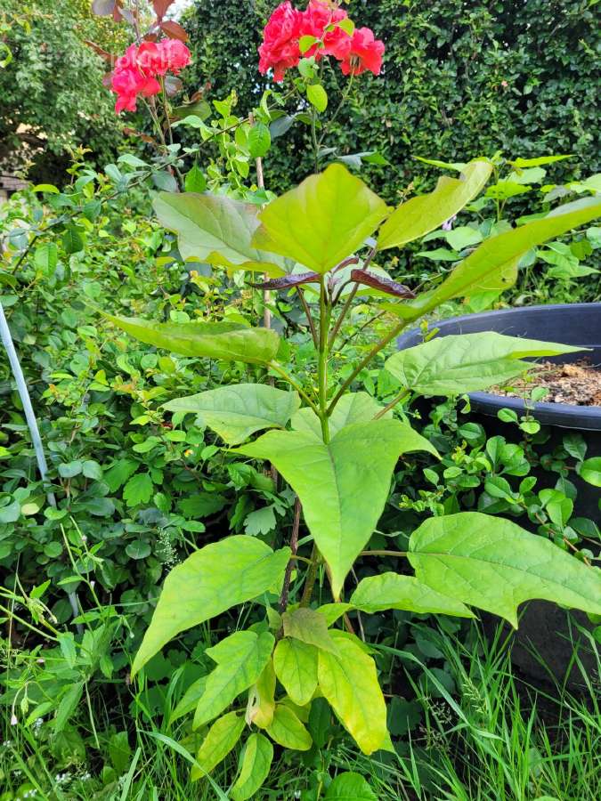 Kampsis arba Stambiažiedė Ląstūnė (Campsis Radican - nuotraukos Nr. 8