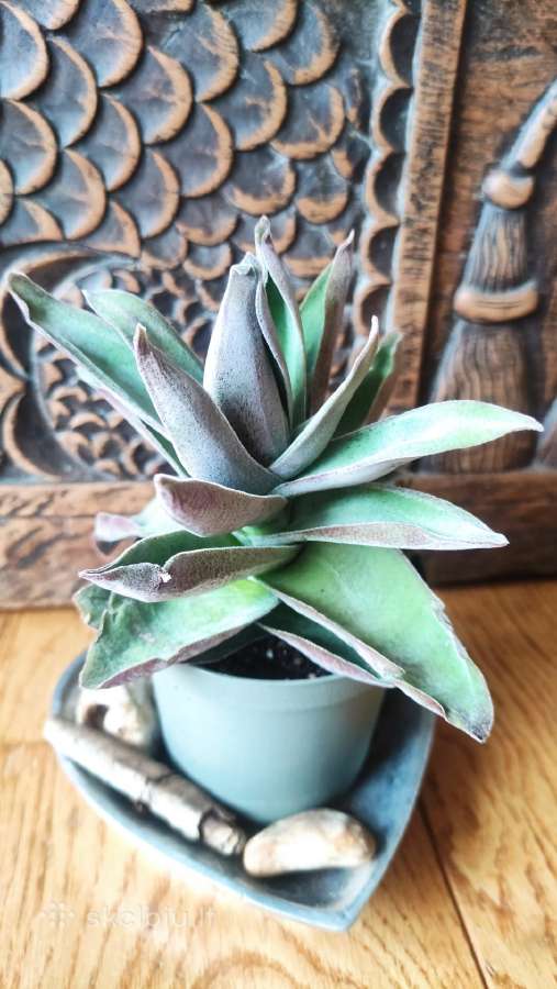 Sukulentas "Garnet Lotus"