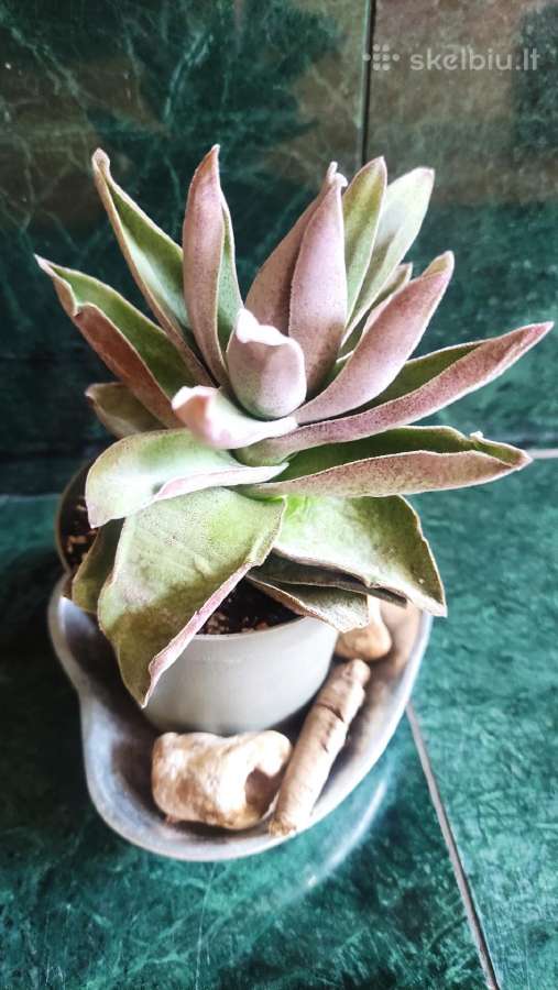 Sukulentas "Garnet Lotus" - nuotraukos Nr. 2
