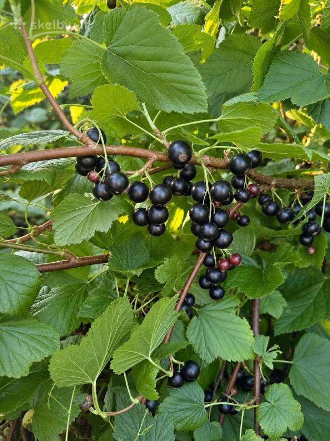 Agrastu,juodieji serbentai raudonuju avieciu uogos - nuotraukos Nr. 23