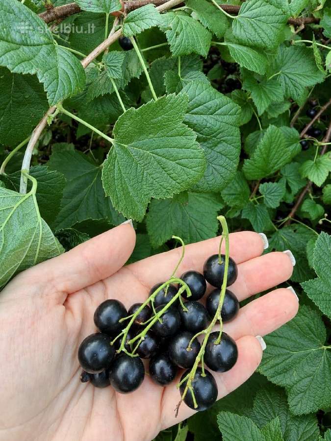 Agrastu,juodieji serbentai raudonuju avieciu uogos - nuotraukos Nr. 2