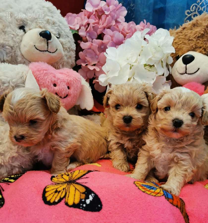 Maltipoo F1