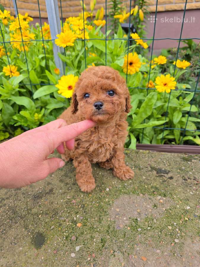 Maltipoo šuniukai - nuotraukos Nr. 6