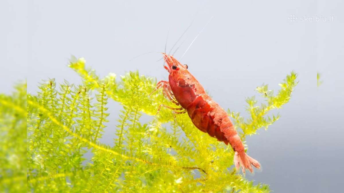 Įvairios akvariuminės neocaridina krevetės - nuotraukos Nr. 2