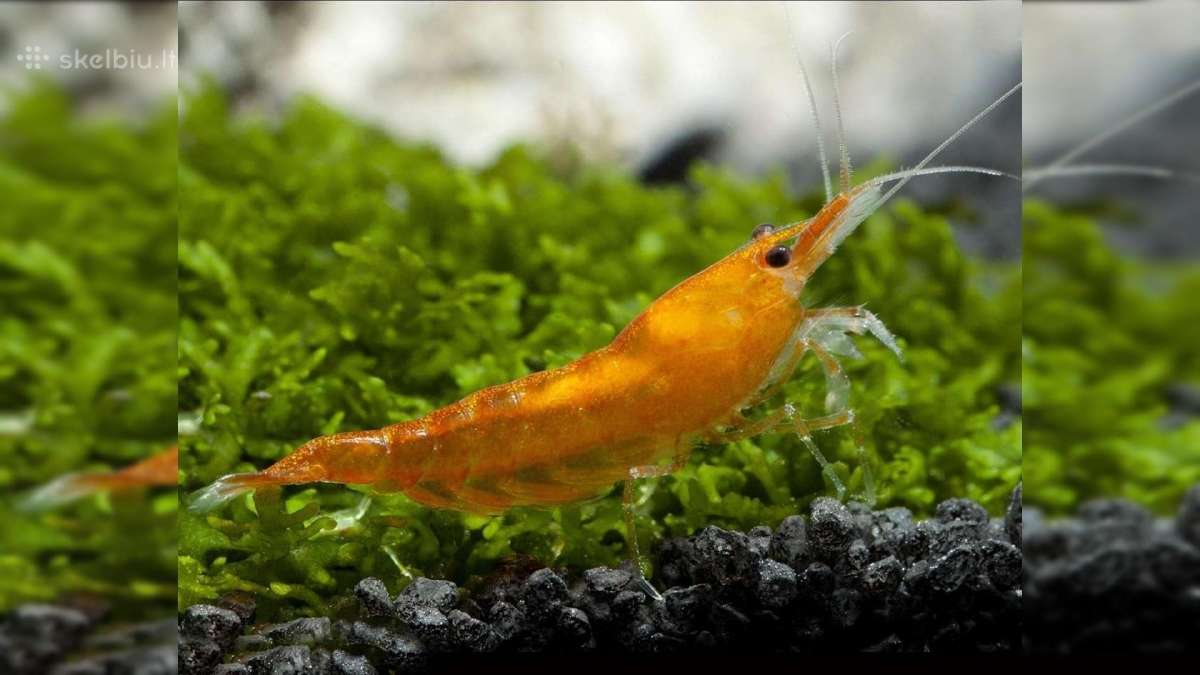 Įvairios akvariuminės neocaridina krevetės - nuotraukos Nr. 3