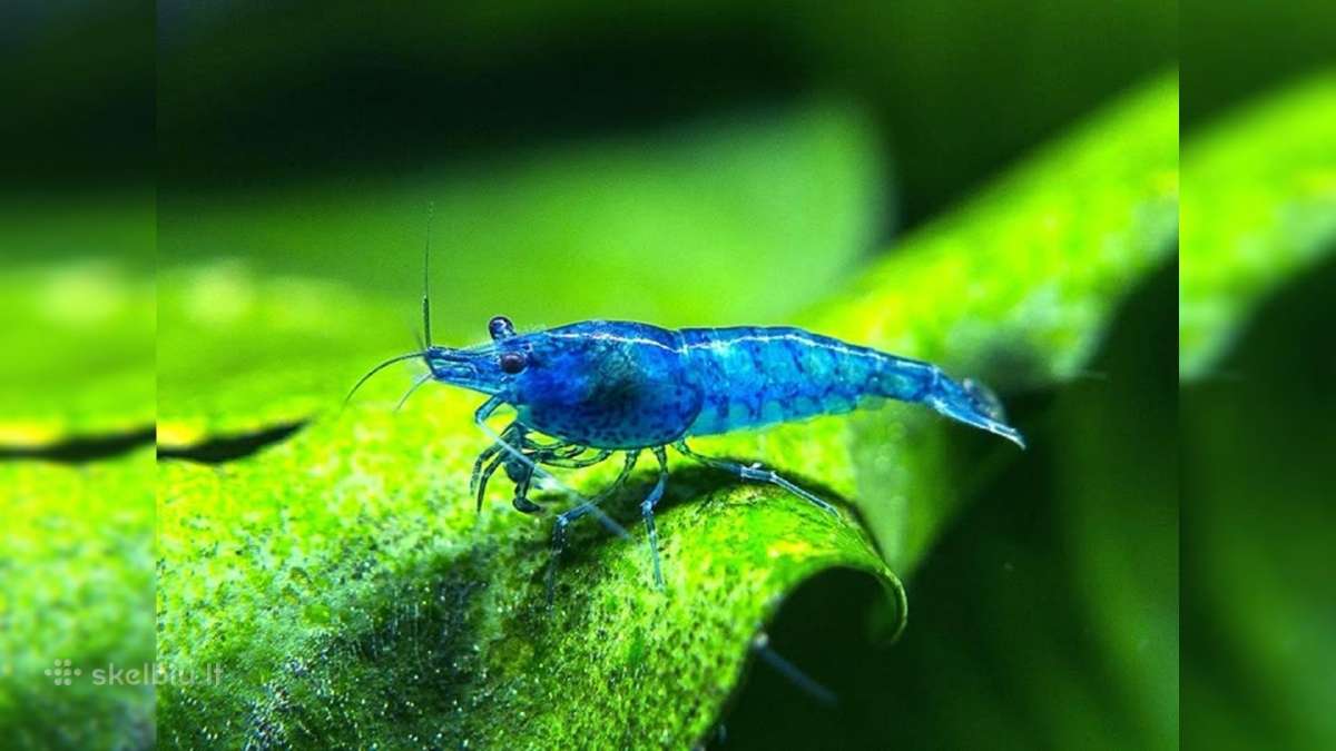 Įvairios akvariuminės neocaridina krevetės - nuotraukos Nr. 4