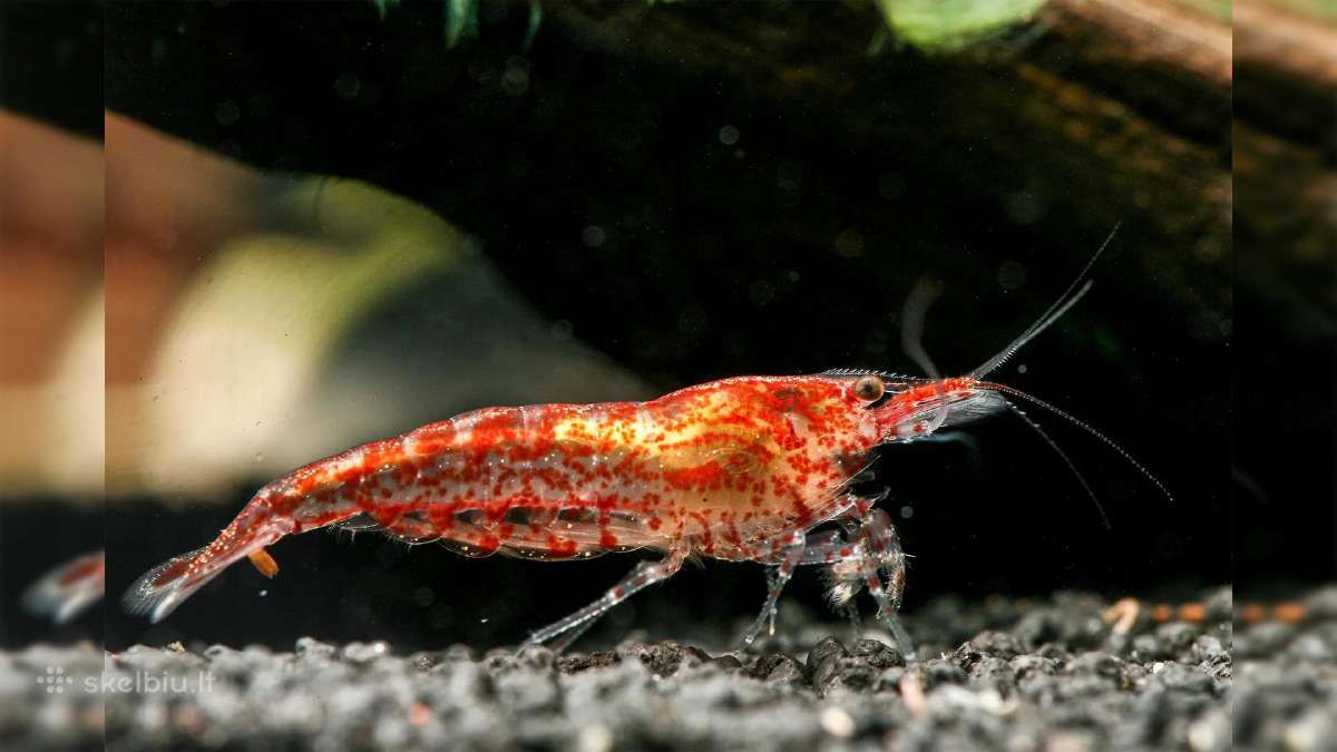 Įvairios akvariuminės neocaridina krevetės - nuotraukos Nr. 5