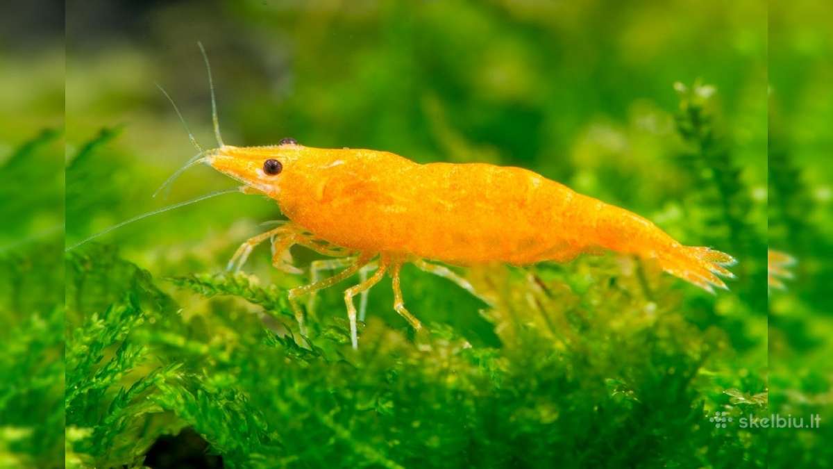 Įvairios akvariuminės neocaridina krevetės - nuotraukos Nr. 6