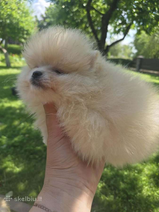 Mini pomeranijos spicai - nuotraukos Nr. 6