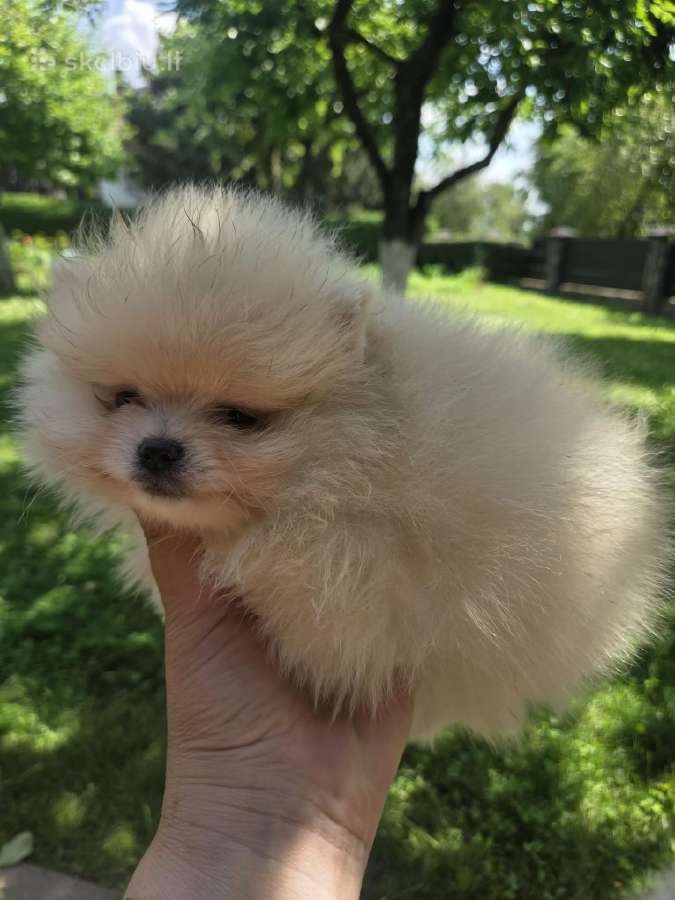 Mini pomeranijos spicai - nuotraukos Nr. 7