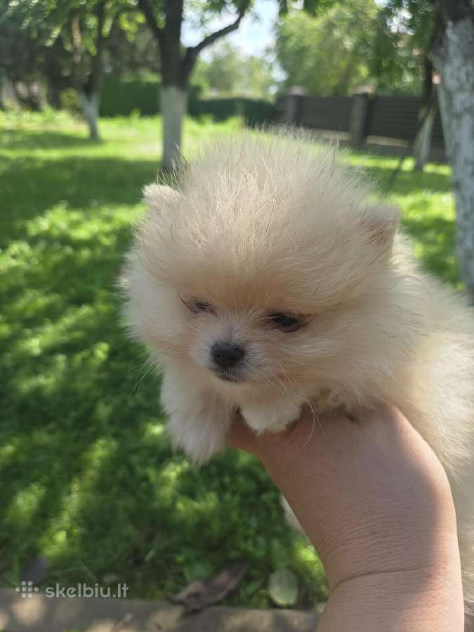 Mini pomeranijos spicai - nuotraukos Nr. 8