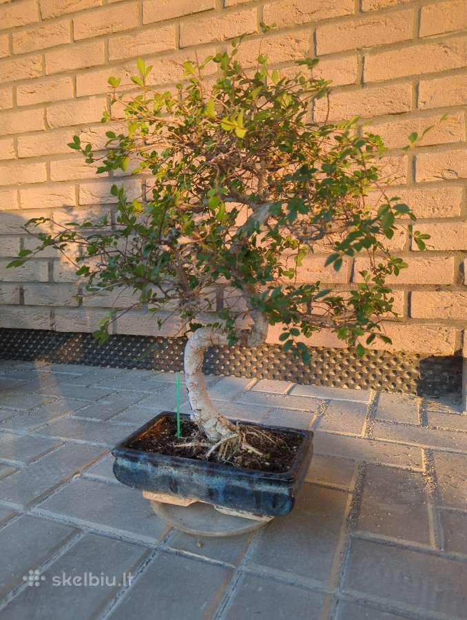 Bonsai, Kininė guoba, Chinese Elm.
