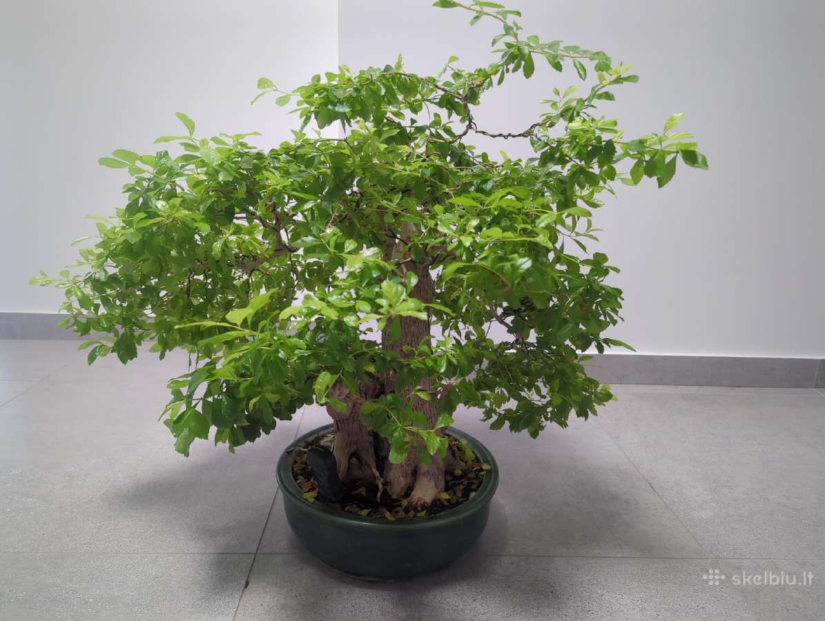 Parduodu Duranta bonsai medelį. - nuotraukos Nr. 2