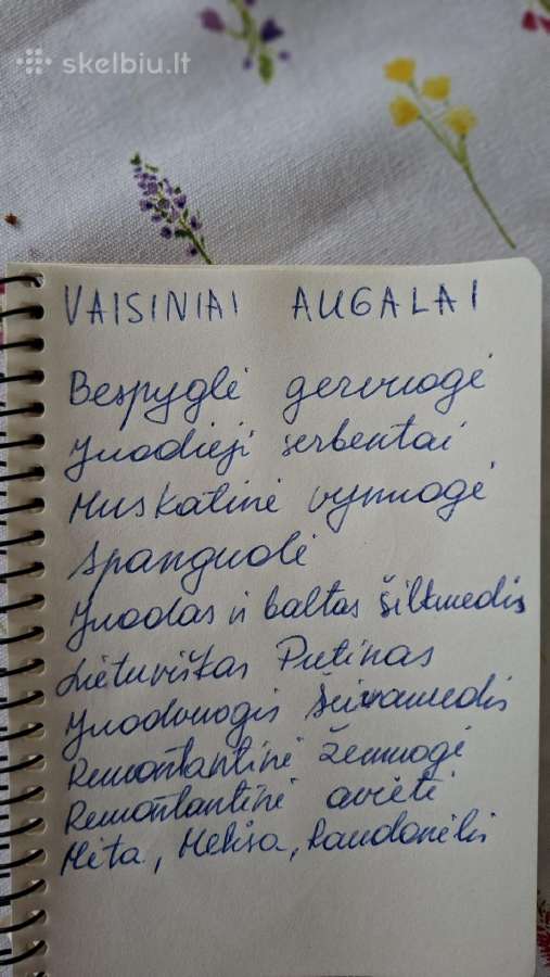 Putinas - nuotraukos Nr. 6