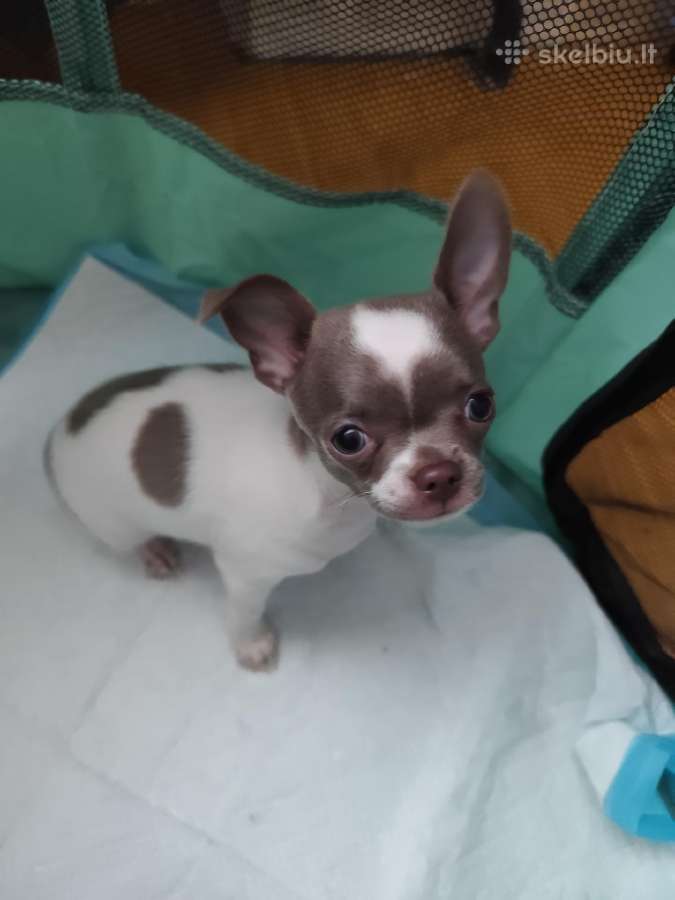 Mini Chihuahua