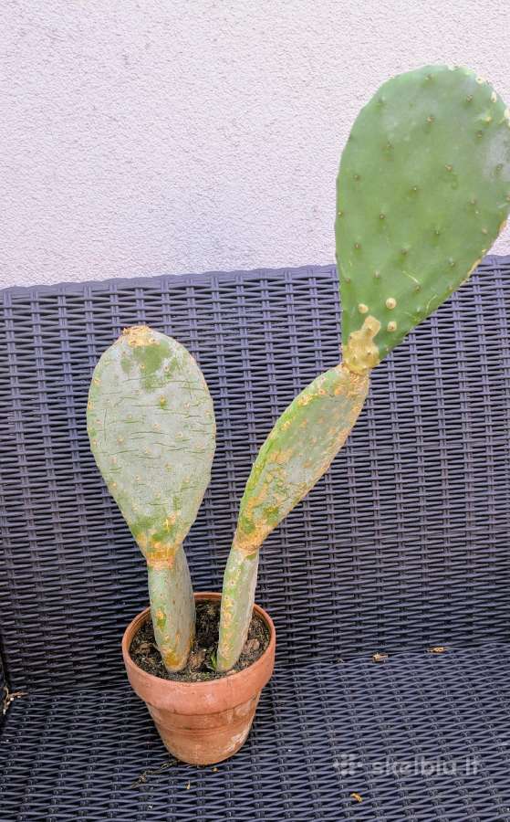 Kaktusas Opuncija opuntia vulgaris - nuotraukos Nr. 4