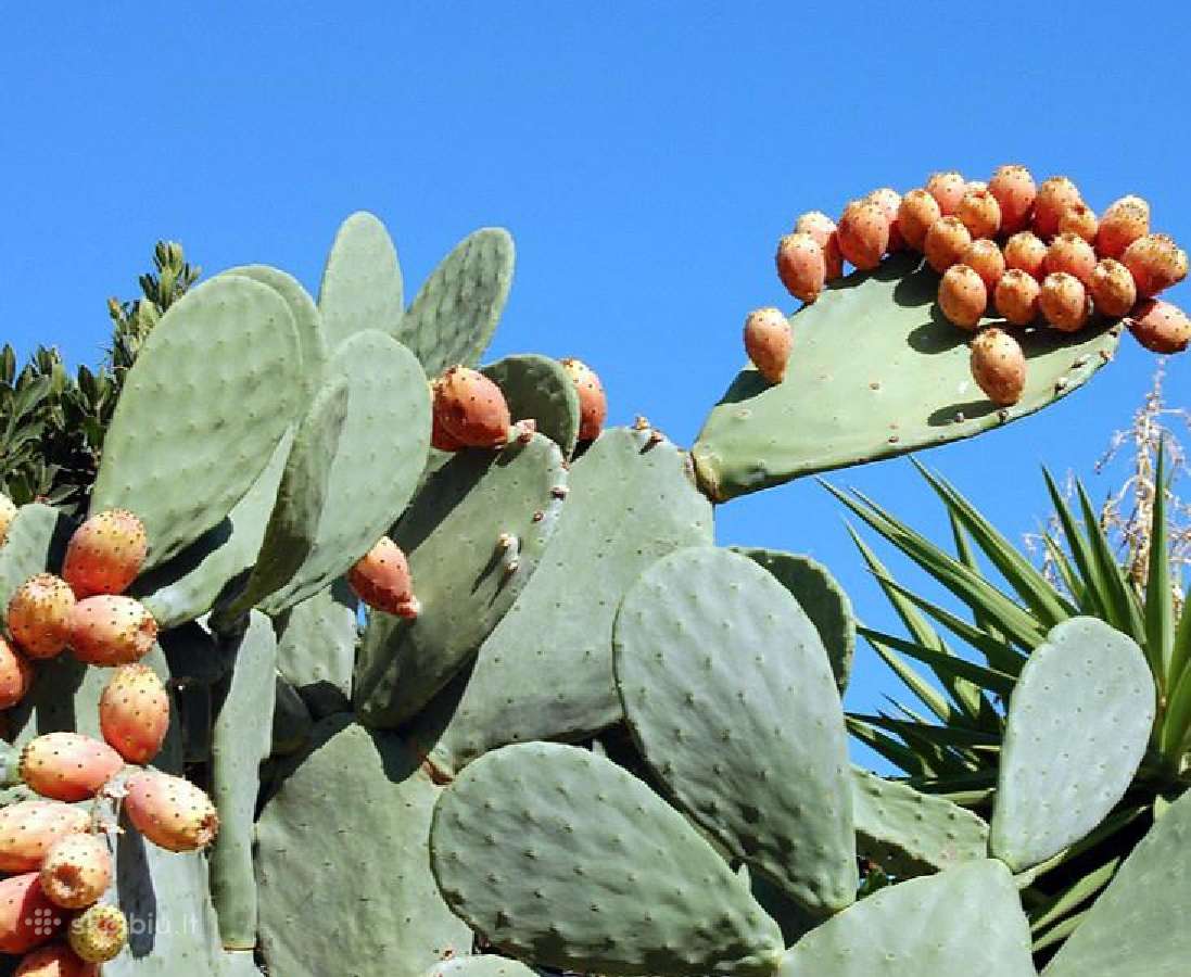 Kaktusas Opuncija opuntia vulgaris