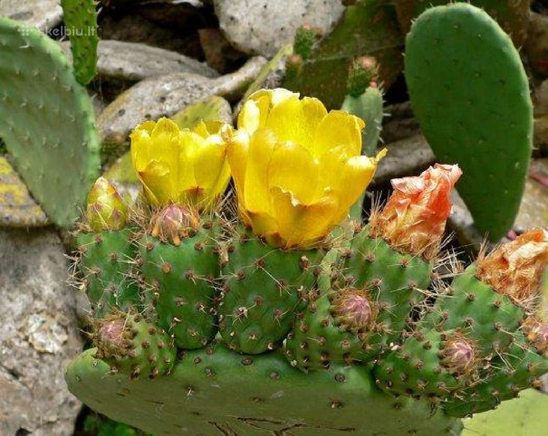 Kaktusas Opuncija opuntia vulgaris - nuotraukos Nr. 2