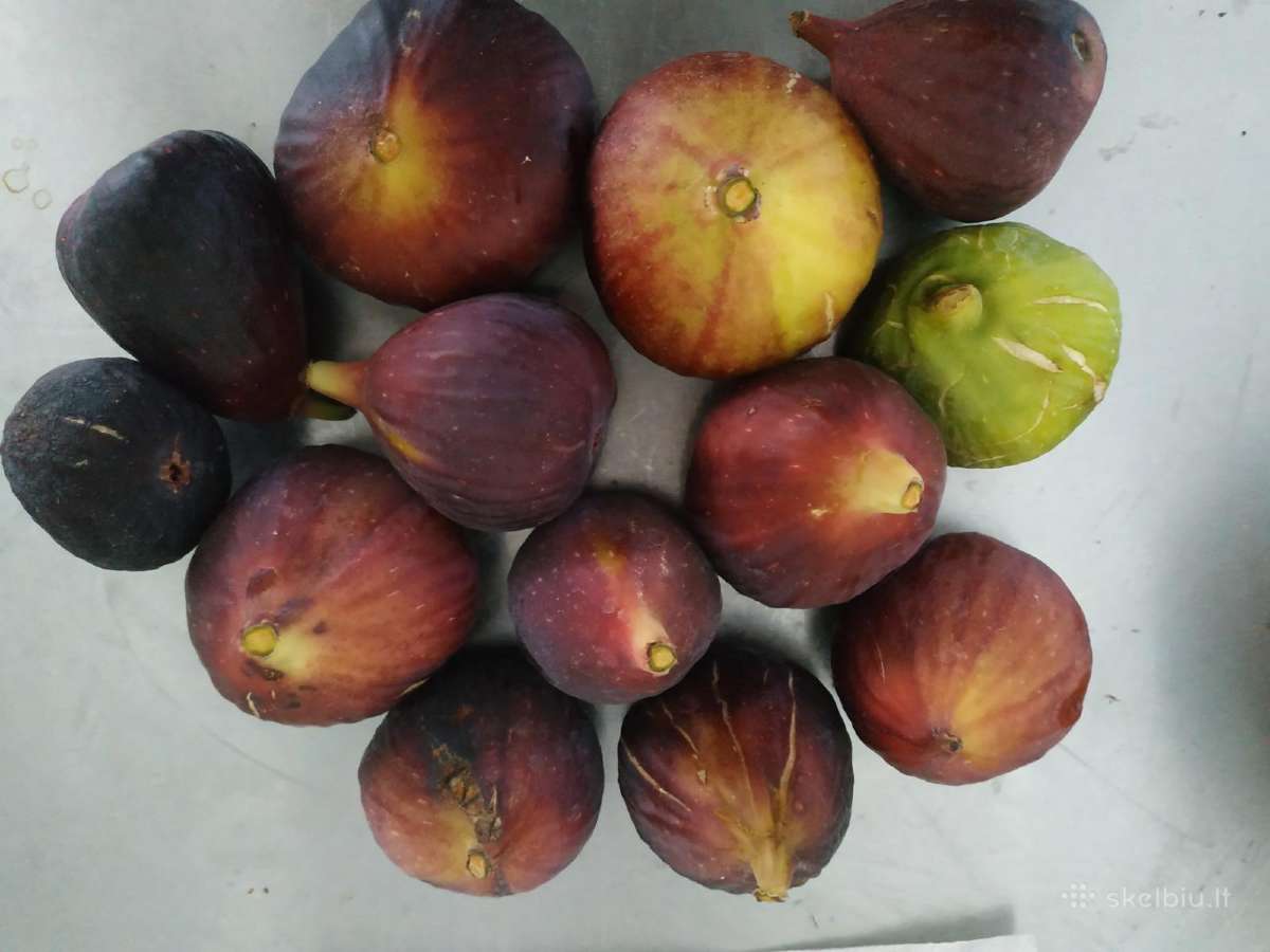 Augalas Figa, figmedis - nuotraukos Nr. 2